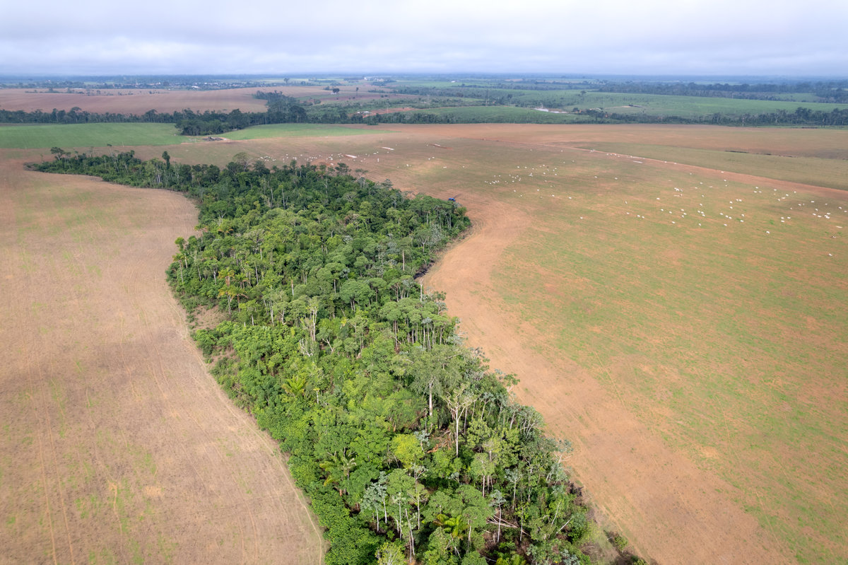 Cultivation and Desertification in Amazon